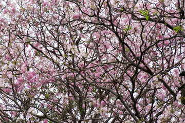 Pink trumpet flower has rigid branches. Tabebuia rosea