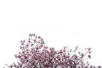 Pink trumpet flower with copy space on white background. Tabebuia rosea