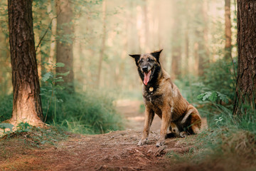 old happy malinois dog sitting in the forest, wearing an id tag