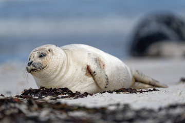 Naklejka premium Seehund ruht auf Sandstrand, Helgoland