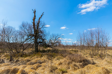Abgestorbener Baum im Hohen Venn.