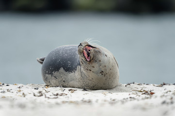 Seehund ruht auf Sand am Strand und gähnt
