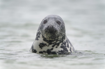 Fototapeta premium Schwimmende Kegelrobbe blickt auf Strand, Helgoland