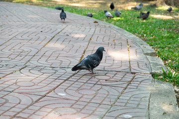 gray doves beautiful in the park. pigeon bird. olumba livia.