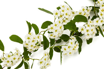 Flowers of Spirea aguta or Brides wreath, isolated on white background