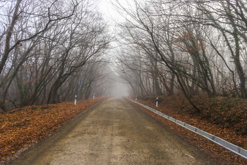 Obraz premium Fog in the forest