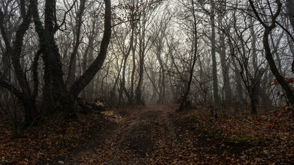 Fog in the forest