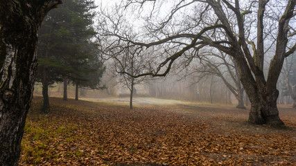 Misty autumnal  forest