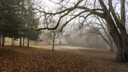 Misty autumnal  forest