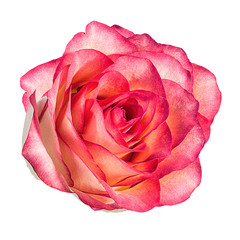 Fresh beautiful rose isolated on white background with clipping path