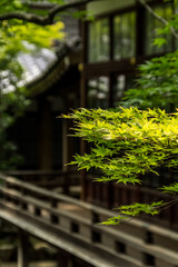 青紅葉と寺