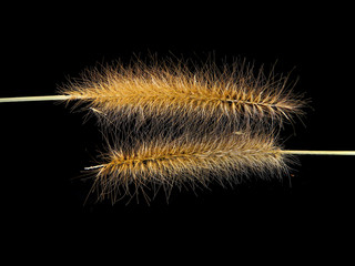 reed isolated on black background