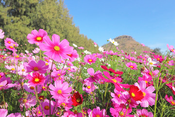 Obraz premium Colorful cosmos flowers blooming in the garden.