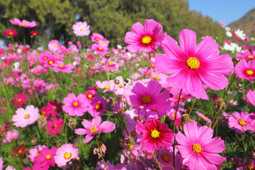 Obraz na płótnie Canvas Colorful cosmos flowers blooming in the garden.
