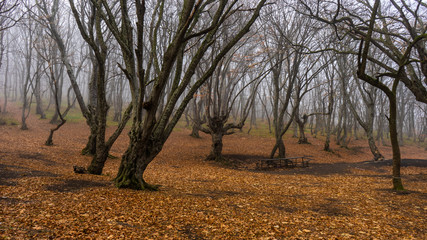 Fototapeta na wymiar Misty autumnal forest