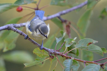 Eurasian Blue Tit (Cyanistes caeruleus), Greece