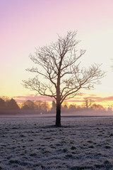 Fototapeta na wymiar Single tree at dawn on a frosty, misty morning