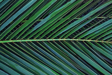 Close-up shot of tropci palm leaf.
