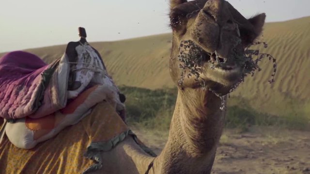 Kauendes Kamel in Jaisalmer - Rajasthan