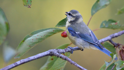 Eurasian Blue Tit (Cyanistes caeruleus), Greece