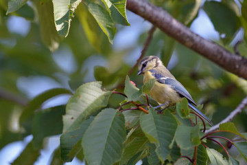 Eurasian Blue Tit (Cyanistes caeruleus), Greece