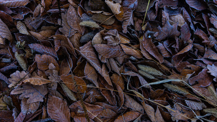 Natural autumnal background