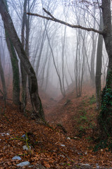 Misty autumnal  forest