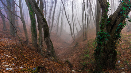 Misty autumnal  forest