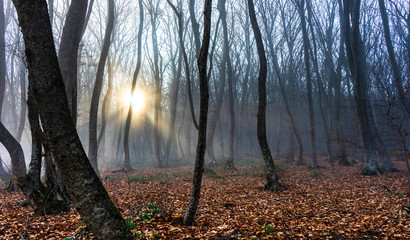 Misty autumnal  forest