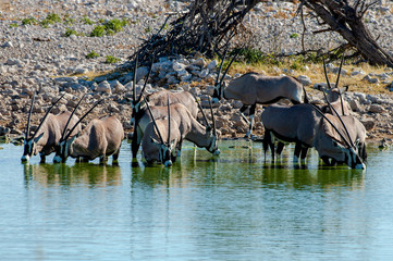 Gemsbok at Okaukuejo Waterhole.