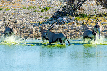 Gemsbok at Okaukuejo Waterhole.