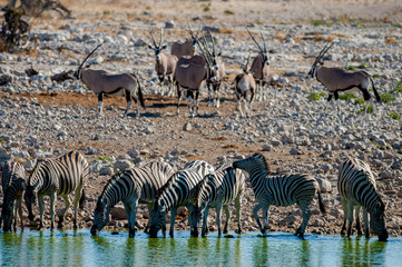 Waterhole Etosha