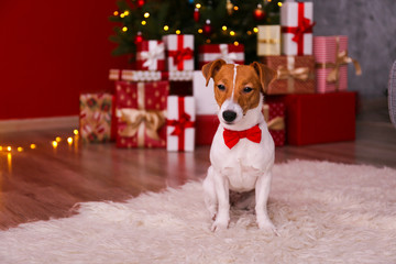 Jack Russell terrier as christmas present for children concept. Four months old adorable doggy on floor, holiday tree with wrapped gift boxes, festive lights. Festive background, close up, copy space.