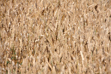 Fototapeta premium Cereal