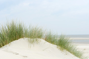 lyme grass on the sand dune in front of the north sea