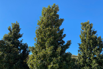 tree on background of blue sky