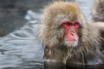 Wild monkeys at Jigokudani hotspring (Japan)	