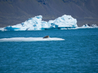 Phoque allongé sur un morceau de glace - Islande