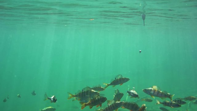 School of perch swimming around a hook with worm bait