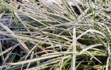 grass with water drops