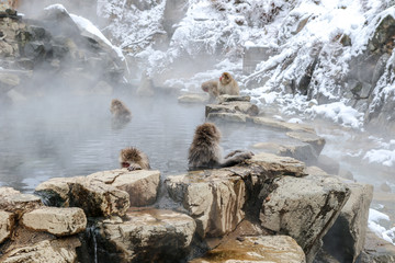 Fototapeta premium Wild monkeys at Jigokudani hotspring (Japan) 