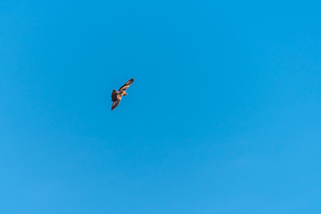 Naklejka na ściany i meble Bird of prey buzzard in the sky