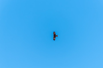 Bird of prey buzzard in the sky