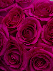 Vertical photo red roses top view close up the texture for Valentine's day or 8 march card background