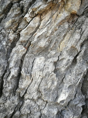 bark of a tree background