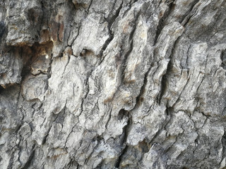 bark of a tree background