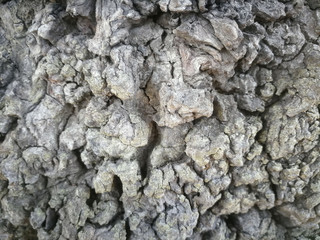 bark of a tree background
