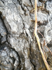 bark of a tree background