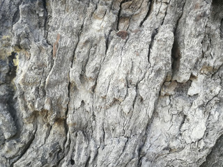 bark of a tree background