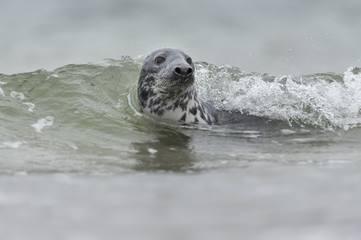 Kegelrobbe schwimmt in Wellen